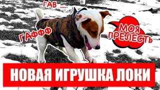 ЛОКИ БОБО играет сам 😲  с новой игрушкой  🐾   Дог влог