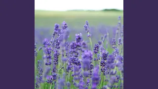 Lavender Fields