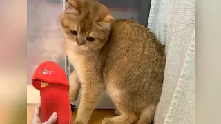 Cat That is Scared of a Slipper - Funny Cats Scared of Random Things || PETASTIC 🐾