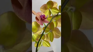 53. Потрясающее цветение солнечной орхидеи фаленопсис Orhid Phalaenopsis Surf Song  #ЦветыОрхидей