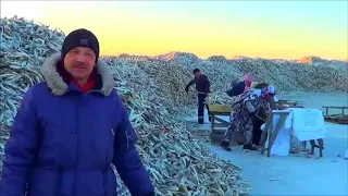 Sakhalin Poronaysky fishing collective farm Druzhba Navazhya Putin's 2014