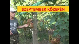 A bogyórepedés és peronoszpóra elleni védekezés eredménye szeptember közepén