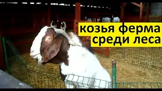 Святогорская коза.  Козья ферма среди леса.