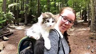 Hiking with Cats?! Two kittens go for a walk with us!