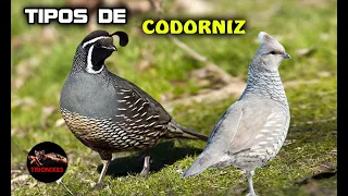 ESPECIES DE CORDORNICES – TIPOS DE CODORNIZ  (Las mejores razas de codornices)