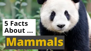 All About Mammals  🐘🦒🦇 - 5 Interesting Facts - Animals for Kids - Educational Video