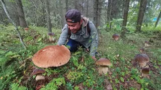 EXTREME GIANT MUSHROOM FORAGING!!! FUNGHI PORCINI! PENNY BUN! CEP! PORCINO. King of Bolete.