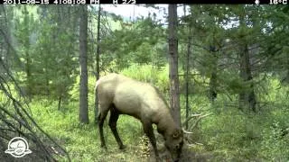 Banff National Park's Wild Images - What's That Smell?