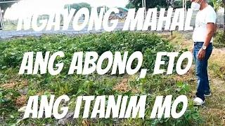 MAGKANO ANG POSIBLENG KIKITAIN SA PAGTATANIM NG MUNGGO | TANIM NA HINDI KAILANGAN NG ABONO