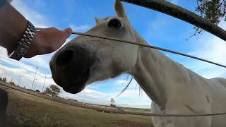 4K 🐎 "Tiny" the 🐎 Horse 🐎 & "Windy" the 🐎 Mini Pony  🐎 Enjoying 🍉Watermelon 🍉 #animals #farming #4k