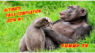 Ultimate Fails Compilation 2016 #1