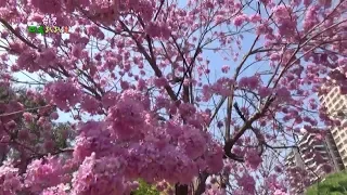 台灣四處趴趴走 2020高雄澄清湖洋紅風鈴木盛開美景