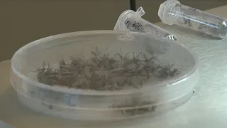 Invasive mosquitoes a big problem in the Visalia area