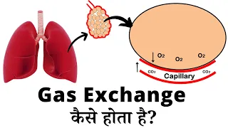 Gaseous exchange | Internal and External Respiration | Respiratory System | Hindi