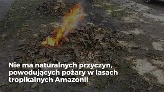 Co dzieje się w dżungli Amazońskiej?