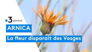 Disparition de l'arnica dans le massif des Vosges