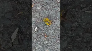 Fight to the Death.  Wasp vs Honeybee.