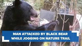 Man attacked by black bear while jogging on Whatcom County trail