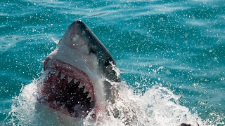 Great White Shark hits and tries to grab my GoPro! no cage HD