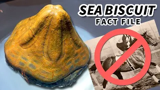 Sea Biscuit Facts: NOT the HORSE! | Animal Fact Files