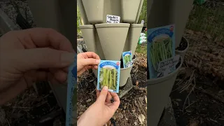 DOLLAR TREE GREEN BEANS IN OUR GREENSTALK | May 9, 2023 | Connecticut Garden