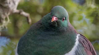 Kereru  -  The New Zealand Wood Pigeon