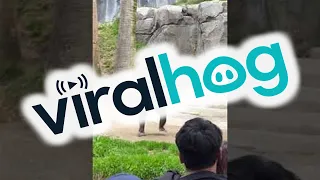 Chimpanzees Entertain Crowd at LA Zoo || ViralHog
