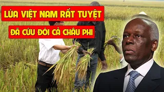 Amazed When Vietnamese Rice Grows And Saves Africa From Hunger