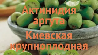 Актинидия аргута Киевская крупноплодная 🌿 обзор: как сажать, саженцы актинидии