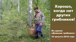 Хорошо, когда нет других грибников!  Дневник грибника 10 августа 2019 года.