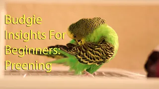 Budgie preening: Budgie Insights for Beginners [#1]