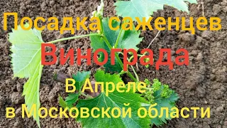 Посадка саженцев винограда 15 апреля 2024 г.