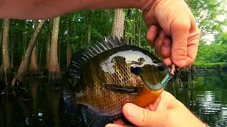 Bream fishing in the Cypress Tupelo swamp - Big bluegill and red ear