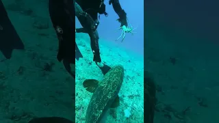 huge guliath grouper fish hunting lobster 🐠 #fishing #fishlovers #salmonfish #catfishfarming