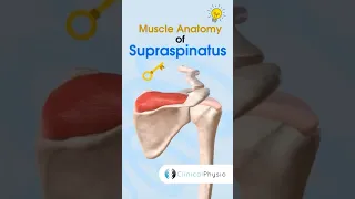 Supraspinatus Anatomy #physicaltherapy #physiotheraphy #anatomy #rotatorcuff