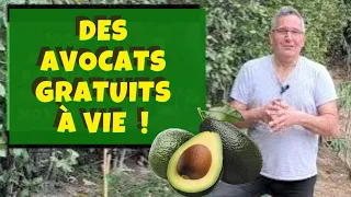 Comment planter un avocatier (et récolter des avocats rapidement) ?