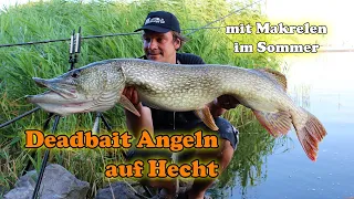 Deadbait Angeln auf Hecht im Sommer! Hechtangeln mit Makrele!