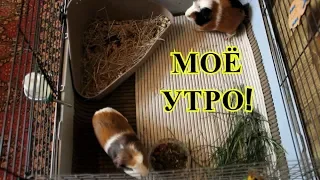 МОЁ УТРО С МОРСКИМИ СВИНКАМИ | УБОРКА, ПИТАНИЕ, ПРОГУЛКИ | PetMania