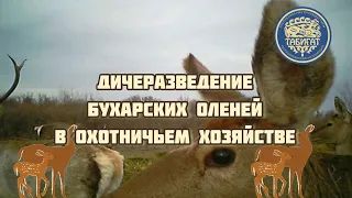 Разведение бухарских оленей в охотничьем хозяйстве!!!