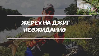 р.Клязьма. Ловил щуку с берега на джиг, а клюнул жерех, ВОТ ЭТО ОН ВЖАРИЛ.