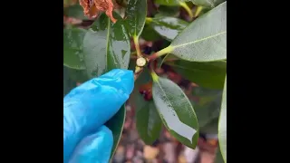 Подкормка и обработка рододендрона после цветения