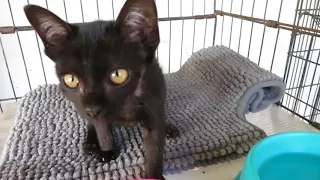 Before And After- Rescued Kitten Makes An Amazing Recovery