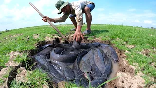 amazing fishing! a fisherman catch a lot of catfish in under the ground at field catch by hand