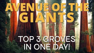 We Found The 3 Best Redwood Groves In Avenue Of The Giants!