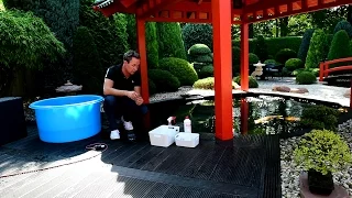Modern Koi Blog #1551 - Wasseranalyse beim asiatisch anmutenden Koiteich