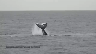 Graphic Content! Killer Whales Hunting! Monterey Bay 4/27/19