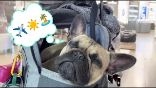 The Best Pet Carrier for Traveling with a French Bulldog