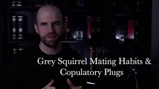 Eastern Grey Squirrel Observation - Mating Habits & Copulatory Plug