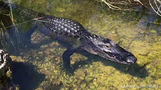 Alligator Hissing! Filmed At Everglades National Park