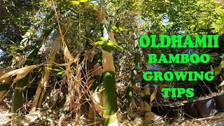 THis Bamboo Grows Faster than WEEDS | Oldhamii Bamboo